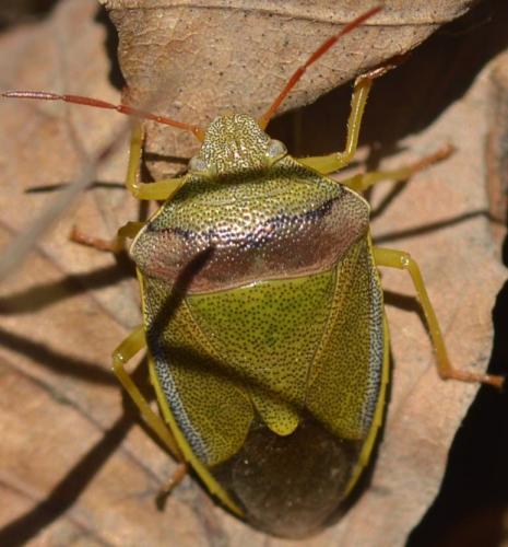 Piezodorus lituratus